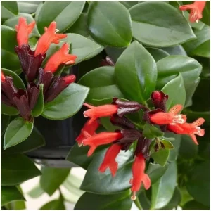 Red Lipstick Plant Live Houseplant - Aeschynanthus Trailing Plant 2