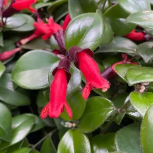 Red Lipstick Plant Live Houseplant - Aeschynanthus Trailing Plant 2