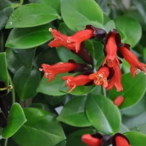 Red Lipstick Plant Live Houseplant - Aeschynanthus Trailing Plant 2