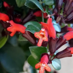 Red Lipstick Plant Live Houseplant - Aeschynanthus Trailing Plant 2