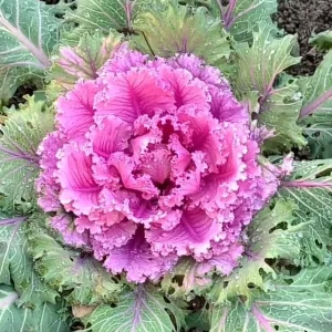 Red Ornamental Cabbage Kale Live Plant - 2 Plants in 1 Pot - Outdoor Edible - Image 1