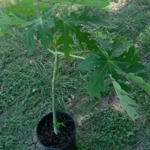 Red Papaya Tree Live Plant – F1 Red Lady Variety – 3 Gallon Pot - Image 2