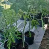 Red Papaya Tree Live Plant – F1 Red Lady Variety – 3 Gallon Pot - Image 1