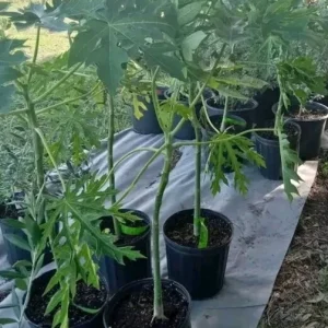Red Papaya Tree Live Plant – F1 Red Lady Variety – 3 Gallon Pot - Image 1