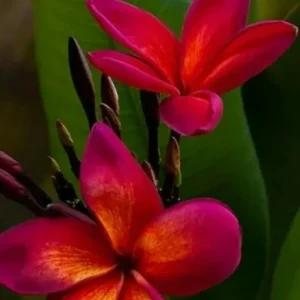 Red Plumeria Live Plant – Rooted Cutting – 3 Inch Pot – Tropical Tree - Image 1