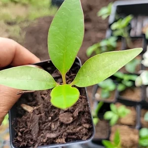 Red Plumeria Live Plant – Rooted Cutting – 3 inch Pot – Tropical - Image 2