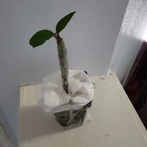 Red Plumeria Live Plant – Rooted Cutting – 3 Inch Pot – Tropical Flowering Tree - Image 2