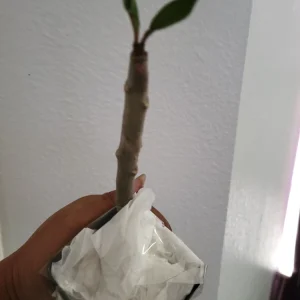 Red Plumeria Live Plant – Rooted Cutting – 3 Inch Pot – Tropical Flowering Tree - Image 3
