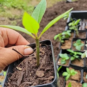 Red Plumeria Live Plant – Rooted Cutting – 3 inch Pot – Tropical - Image 3