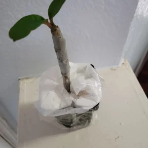 Red Plumeria Live Plant – Rooted Cutting – 3 Inch Pot – Tropical Flowering Tree - Image 4