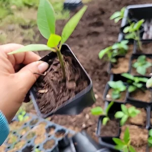Red Plumeria Live Plant – Rooted Cutting – 3 inch Pot – Tropical - Image 4