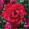 Red Rose Bush Cuttings - 3 Unrooted 6" Live Flower Plant, Outdoor - Image 1