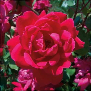 Red Rose Bush Cuttings - 3 Unrooted 6" Live Flower Plant, Outdoor - Image 1