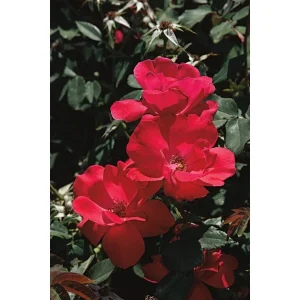 Red Rose Bush Cuttings - 3 Unrooted 6" Live Flower Plant, Outdoor - Image 2