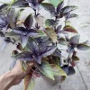Red Rubin Basil Live Plant – 6 Inch Pot – Culinary Herb – Indoor/Outdoor - Image 1