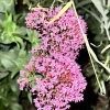 Red Valerian Live Plant - Centranthus Ruber Bare Root, 1 Pack, Outdoor, Pink Purple Red Flowers - Image 1