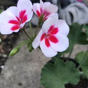 Red & White Pelargonium Zonal Geranium Live Plant – 1 Gallon Pot – Outdoor - Image 1