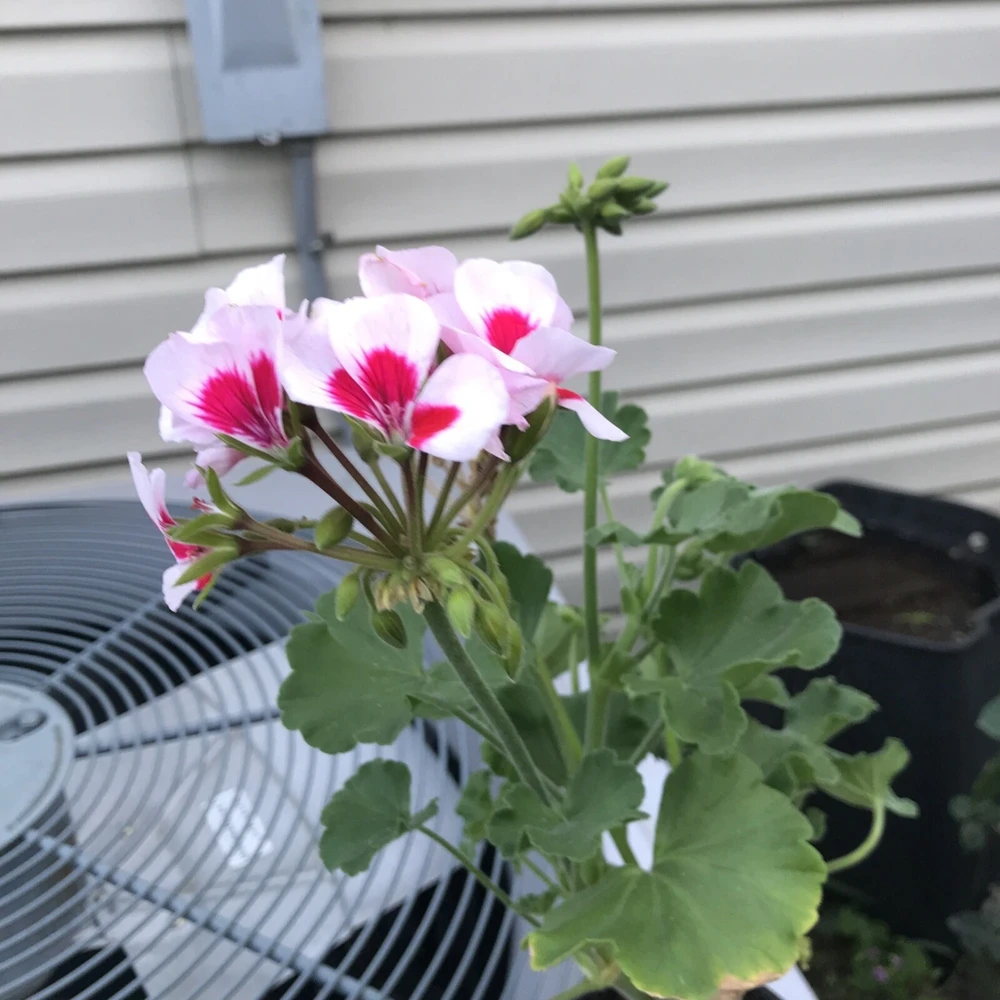 Red & White Pelargonium Zonal Geranium Live Plant – 1 Gallon Pot – Outdoor - Image 2