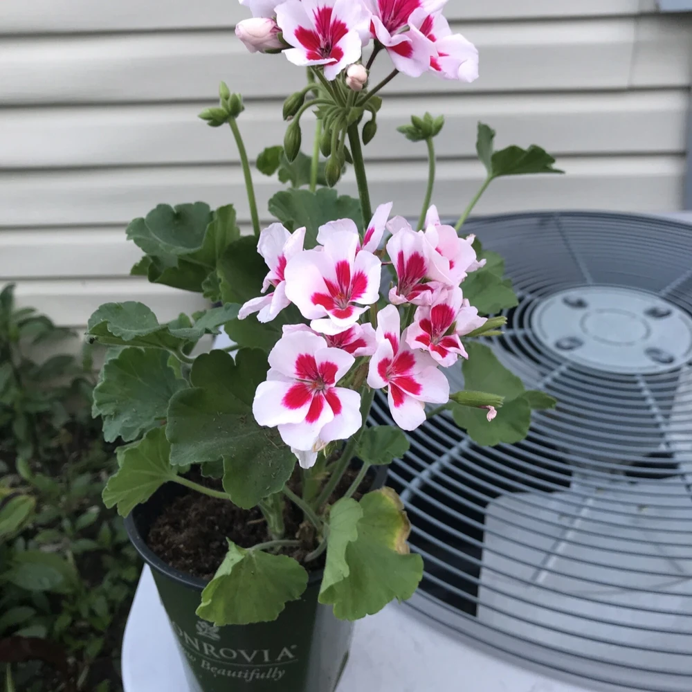 Red & White Pelargonium Zonal Geranium Live Plant – 1 Gallon Pot – Outdoor - Image 3
