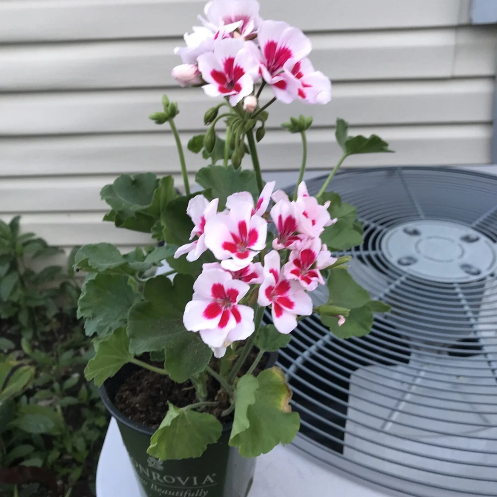 Red & White Pelargonium Zonal Geranium Live Plant – 1 Gallon Pot – Outdoor - Image 4