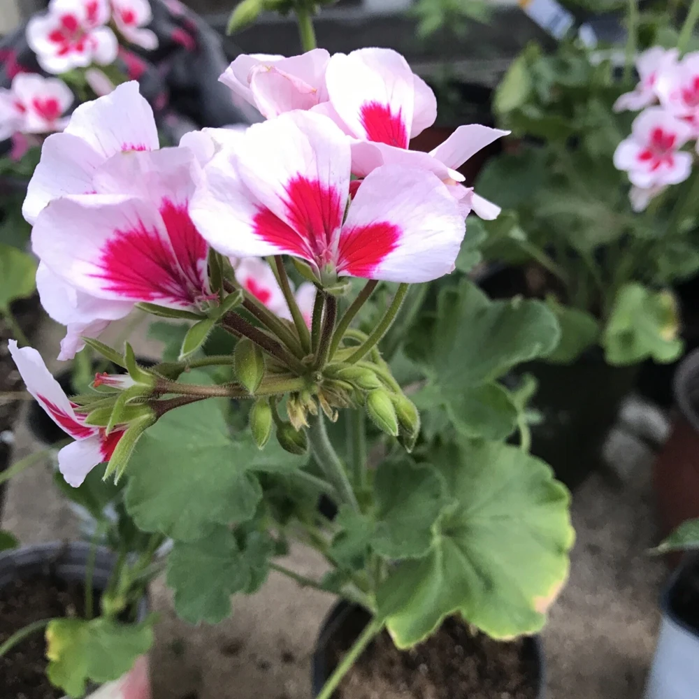 Red & White Pelargonium Zonal Geranium Live Plant – 1 Gallon Pot – Outdoor - Image 5