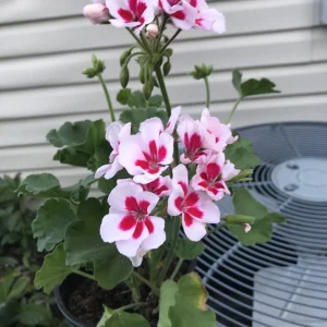 Red & White Pelargonium Zonal Geranium Live Plant – 1 Gallon Pot – Outdoor - Image 6