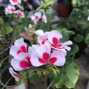 Red & White Pelargonium Zonal Geranium Live Plant – 1 Gallon Pot – Outdoor - Image 7