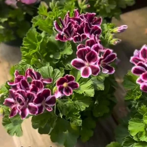 Regal Geranium Live Plant – 1 Gallon Pot – Vibrant Flowering Outdoor Plant - Image 2