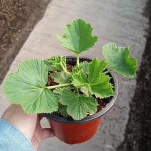 Regal Geranium Live Plant – 1 Gallon Pot – Vibrant Flowering Outdoor Plant - Image 3