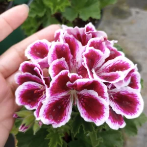 Regal Geranium Live Plant – 1 Gallon Pot – Vibrant Flowering Outdoor Plant - Image 5