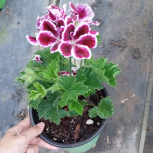 Regal Geranium Live Plant – 1 Gallon Pot – Vibrant Flowering Outdoor Plant - Image 6