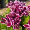 Regal Geranium Live Plant – 1 Gallon Pot – Vibrant Flowering Outdoor Plant - Image 1