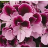 Regal Geranium Purple Majesty Live Plant – 6-inch Pot – Purple Flowers – Indoor/Outdoor - Image 1
