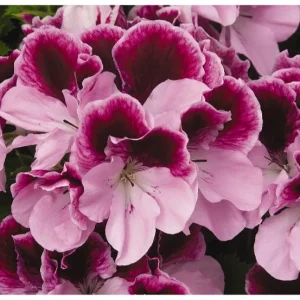 Regal Geranium Purple Majesty Live Plant – 6-inch Pot – Purple Flowers – Indoor/Outdoor - Image 1