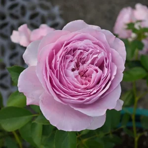 Repartil Lavender Rose Live Plant, 1 Gallon, Fragrant Cut Rose - Image 2