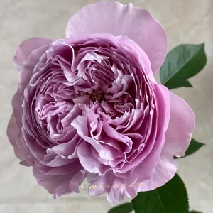 Repartil Lavender Rose Live Plant, 1 Gallon, Fragrant Cut Rose - Image 3
