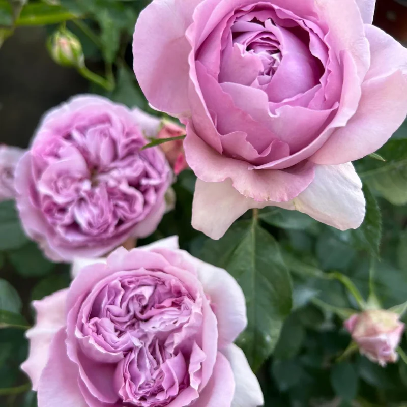 Repartil Lavender Rose Live Plant, 1 Gallon, Fragrant Cut Rose - Image 4