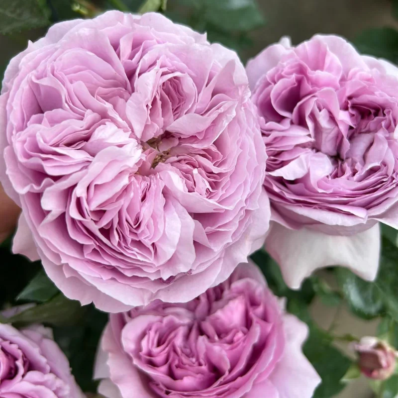 Repartil Lavender Rose Live Plant, 1 Gallon, Fragrant Cut Rose - Image 5