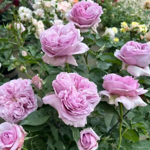 Repartil Lavender Rose Live Plant, 1 Gallon, Fragrant Cut Rose - Image 6