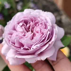 Repartil Lavender Rose Live Plant, 1 Gallon, Fragrant Cut Rose - Image 7