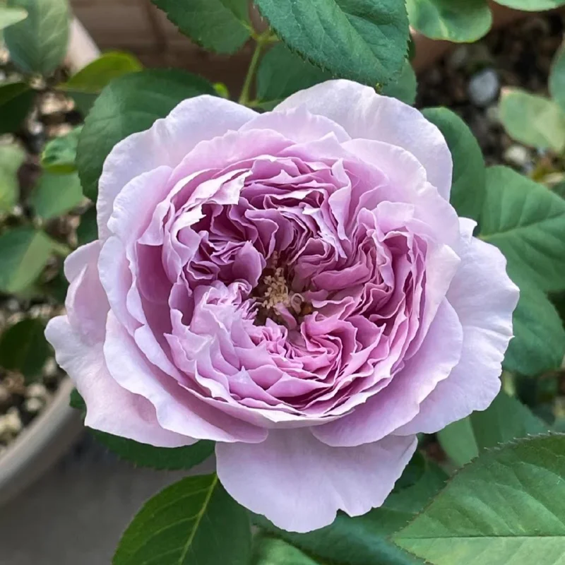 Repartil Lavender Rose Live Plant, 1 Gallon, Fragrant Cut Rose - Image 1