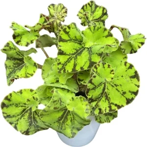 Rex Begonia Live Plant - Green Yellow Bicolor, 4