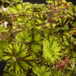 Rex Begonia Live Plant - Green Yellow Bicolor, 4