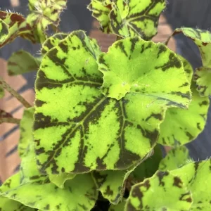 Rex Begonia Live Plant - Green Yellow Bicolor, 4