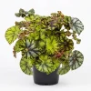 Rex Begonia Live Plant - Green Yellow Bicolor, 4" Pot, Easy Indoor - Image 1