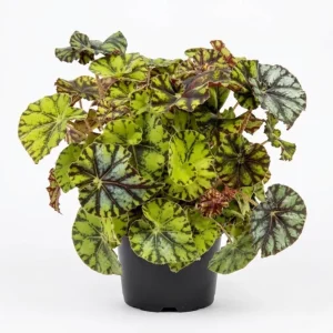 Rex Begonia Live Plant - Green Yellow Bicolor, 4