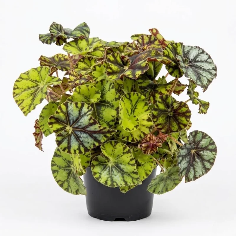 Rex Begonia Live Plant - Green Yellow Bicolor, 4" Pot, Easy Indoor - Image 1