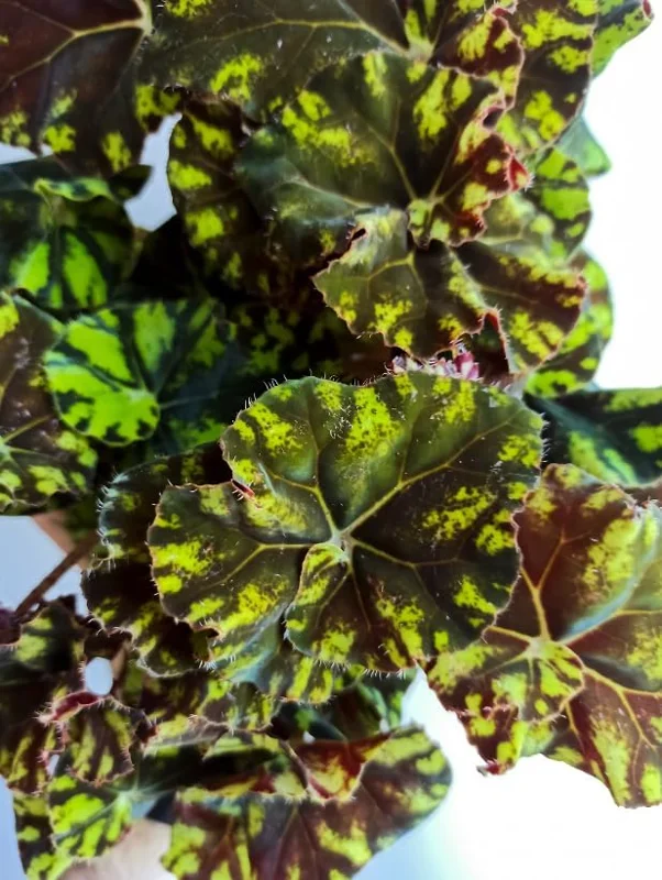 Rex Begonia Live Plant - Green Yellow Bicolor, 4" Pot, Easy Indoor - Image 5