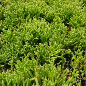 Rhipsalis Cereuscula Coral Cactus Succulent Plant – Live 2 inch Potted - Image 10
