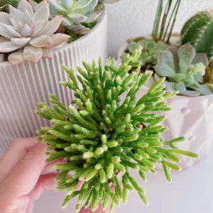 Rhipsalis Cereuscula Coral Cactus Succulent Plant – Live 2 inch Potted - Image 7